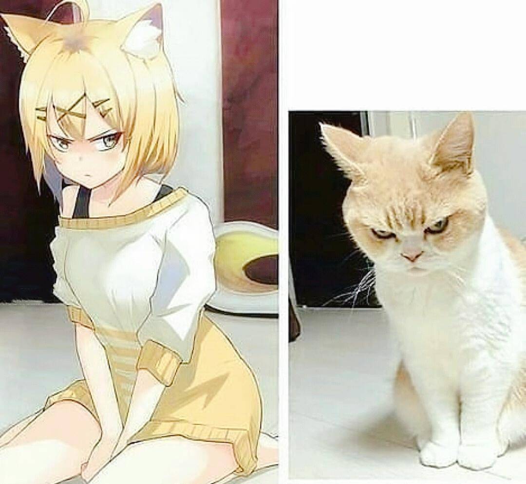 的本人,就算是好吃的猫粮摆在面前都会无动于衷,拟人的猫娘则更加形象