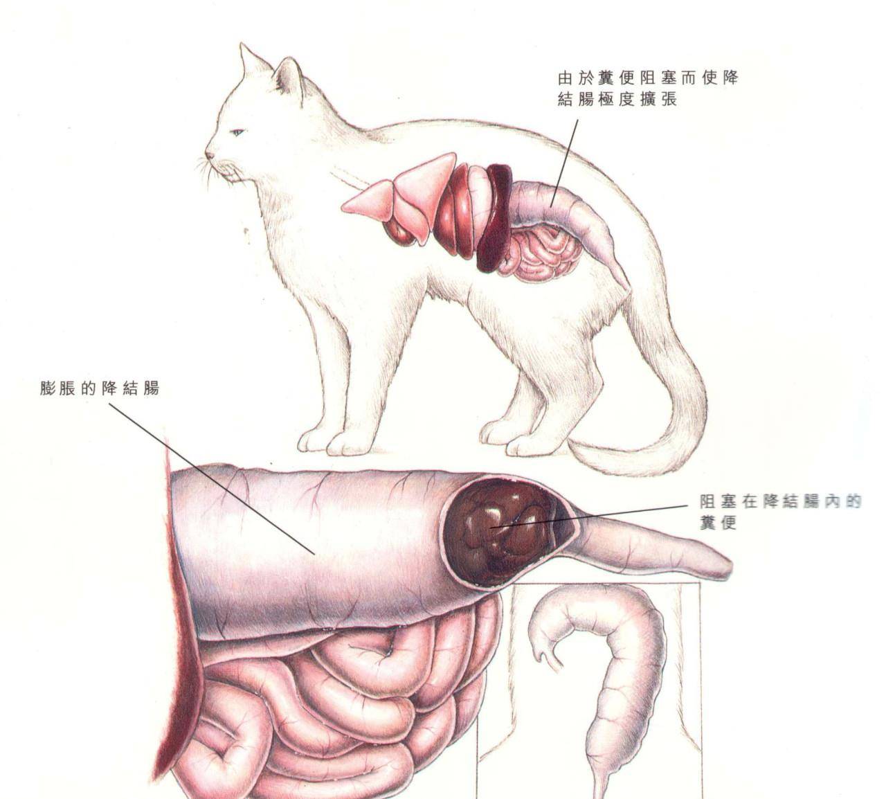 猫咪便秘不是小问题巨结肠症可以致命