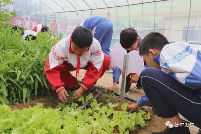 抚宁发布  田各庄小学的校园里有一块校内蔬菜种植基地,是学生们劳动
