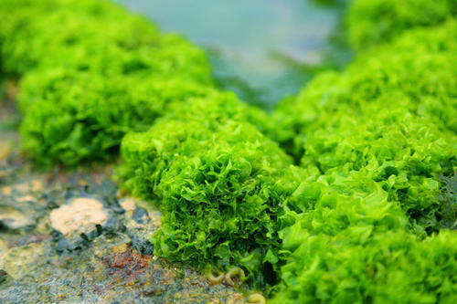 全球变暖可能引发美国西海岸有毒藻类大量繁殖_海洋