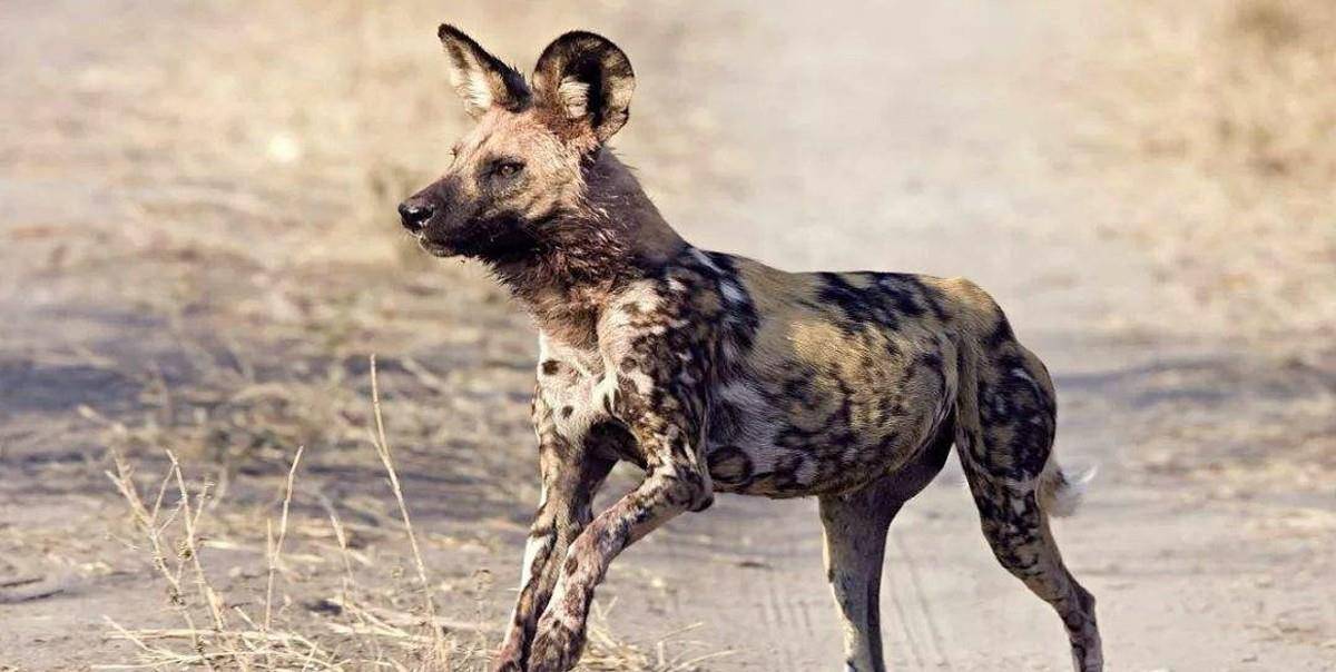 非洲这种臭名昭著的犬科动物,生存能力极强,但却活成了濒危状态