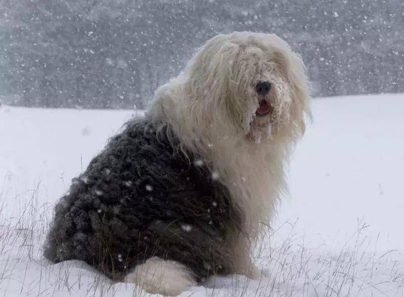 世界犬种-英国古代牧羊犬