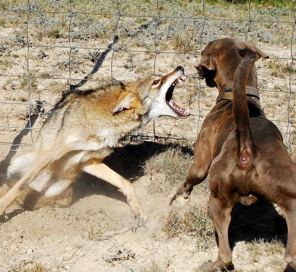 原创猎狼犬真能杀死野狼哪怕狼被链子拴住也能一打三