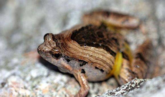 常被用为做药材,非常精致的小型蛙类【花姬蛙】在中国有许多种林蛙的