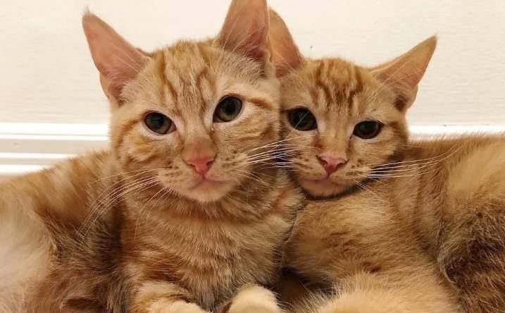 原创两只橘猫从小就在一起,被收养后还照顾两只小猫,四口之家真幸福