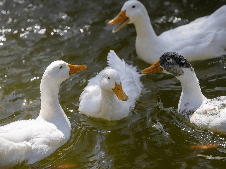 土耳其天鹅公园美如画鹅和鸭子同在水上嬉戏
