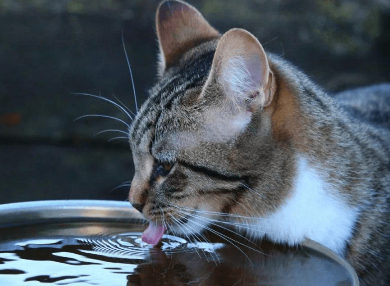 猫咪喝水讲究多:在喝水方面,猫更加精致!