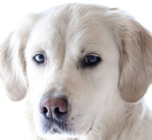 狗狗患白内障有哪些症状?是哪些原因造成?如何治疗,预防