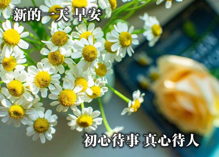 原创温馨早上好祝福词句,早安,愿你有个美好一天