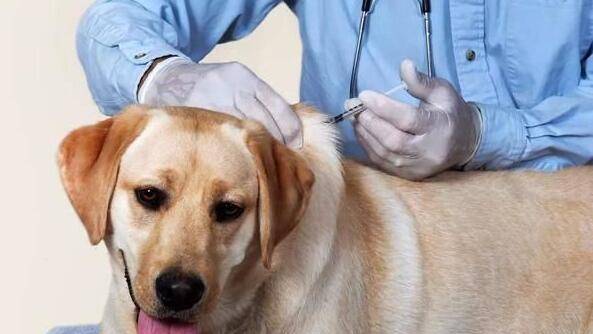 狗狗疫苗多少钱一针,多久打一次