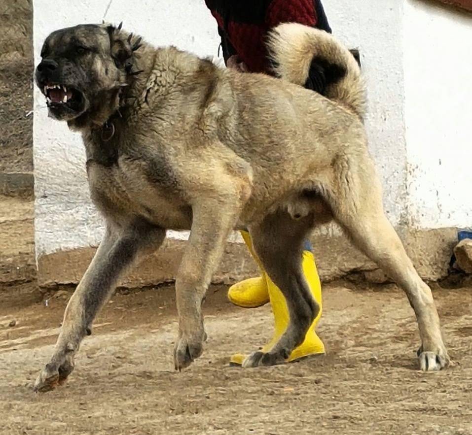 犬科动物中,这5种猛犬可完爆狼族,其中一种被誉为"犬中战狼"