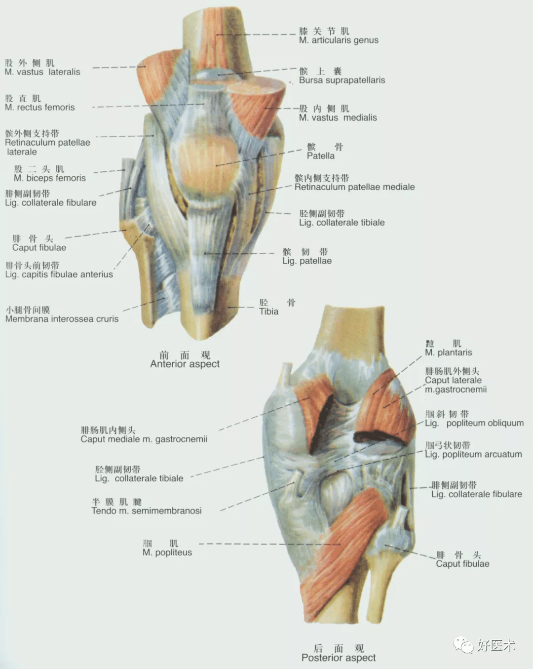 韧带与关节囊的滑膜之间,有膝脂体;与胫骨之间则以髌下深囊相隔.