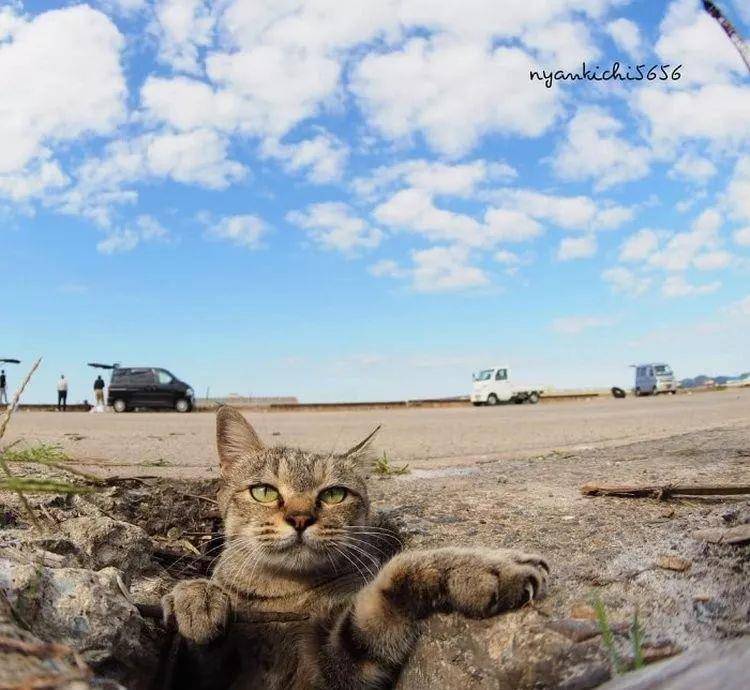 流浪猫又钻回地缝里