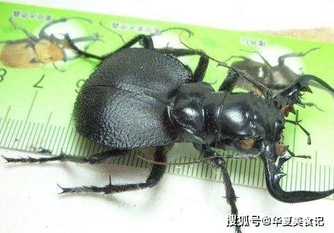 原创非洲战斗力超强的大王虎甲虫:能干掉老鼠和蜥蜴