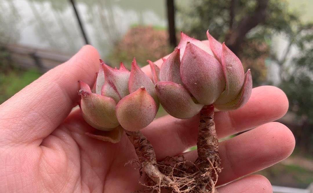 带有红边的多肉宝莲灯,阳台上就能养出漂亮的状态,露养能全变红