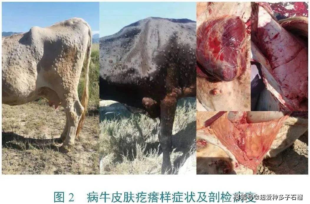 牛结节性皮肤病的病因及处置方法