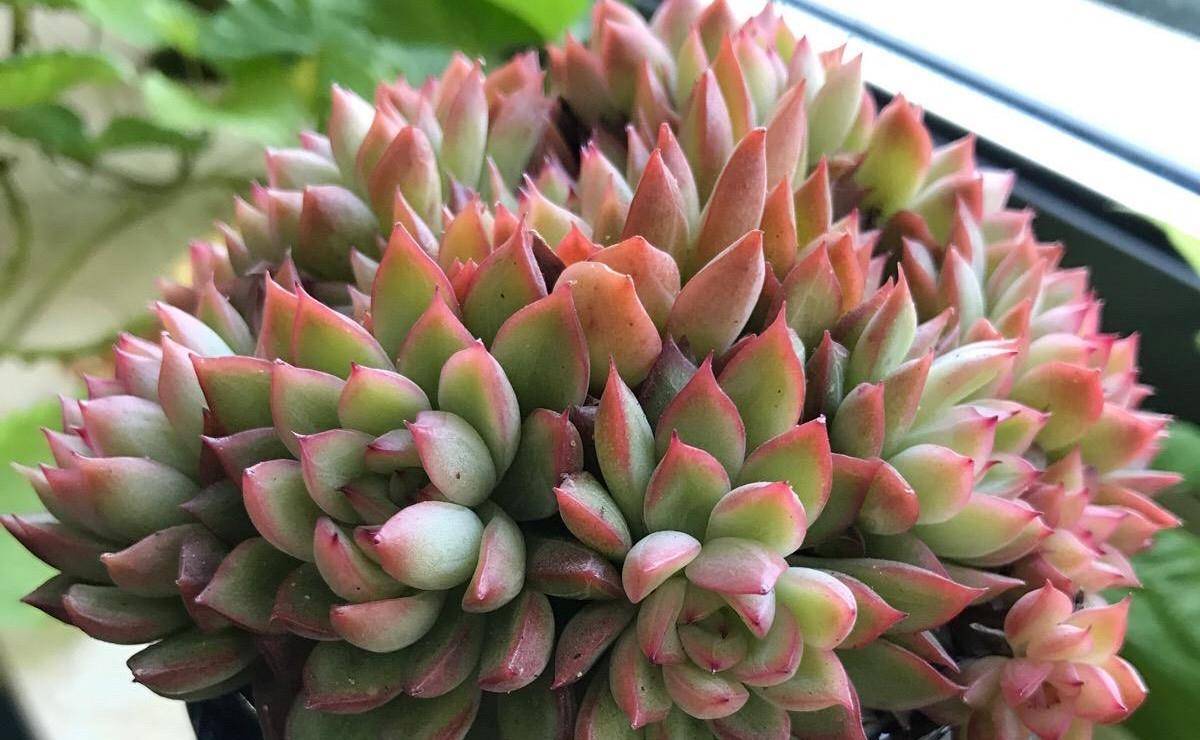 多肉植物中的爆盆之王女雏,人称小荷花,出了状态美得令人陶醉