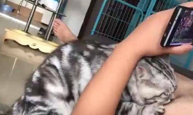 小奶猫太饿不停吮吸男子胸部,男子一个反应令网友笑喷