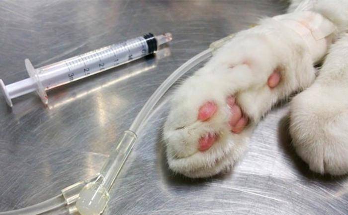 猫咪生病输液虽便捷但主人仍需注意相关风险事前检查不可少
