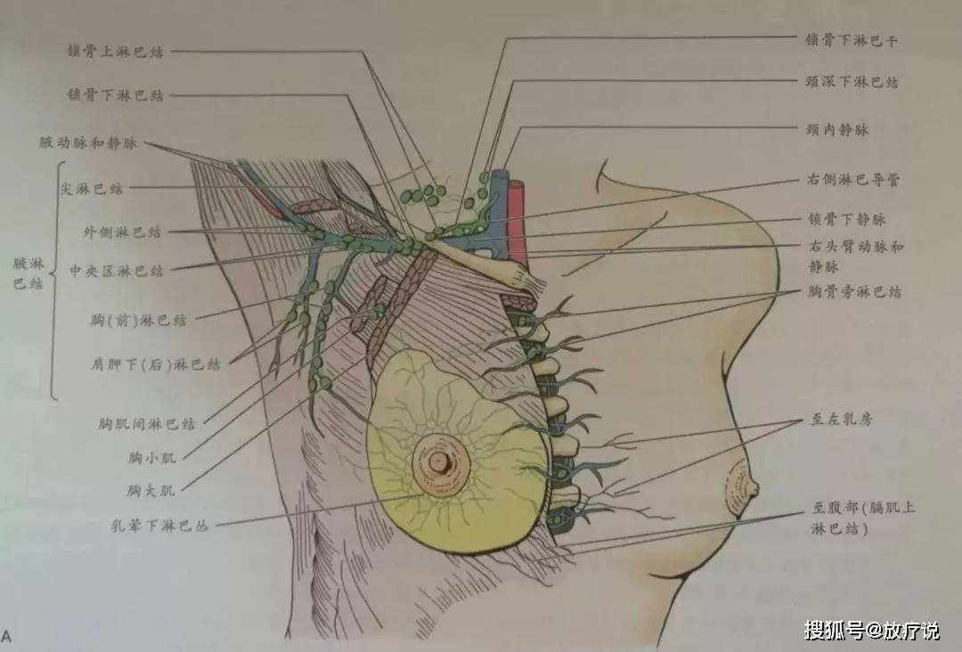 高清| 女性乳腺癌淋巴引流途径图示