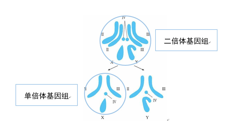 果蝇染色体组成为什么要进行单倍体基因组组装现阶段大多数基因组组装