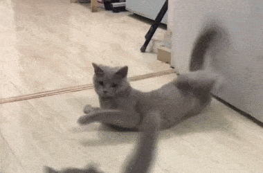 380_250gif 动态图 动图