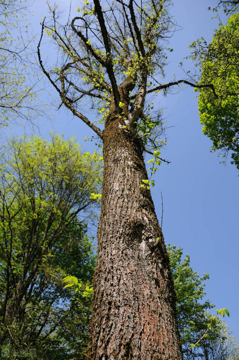 榆树曾经救了千万人的乡土树种