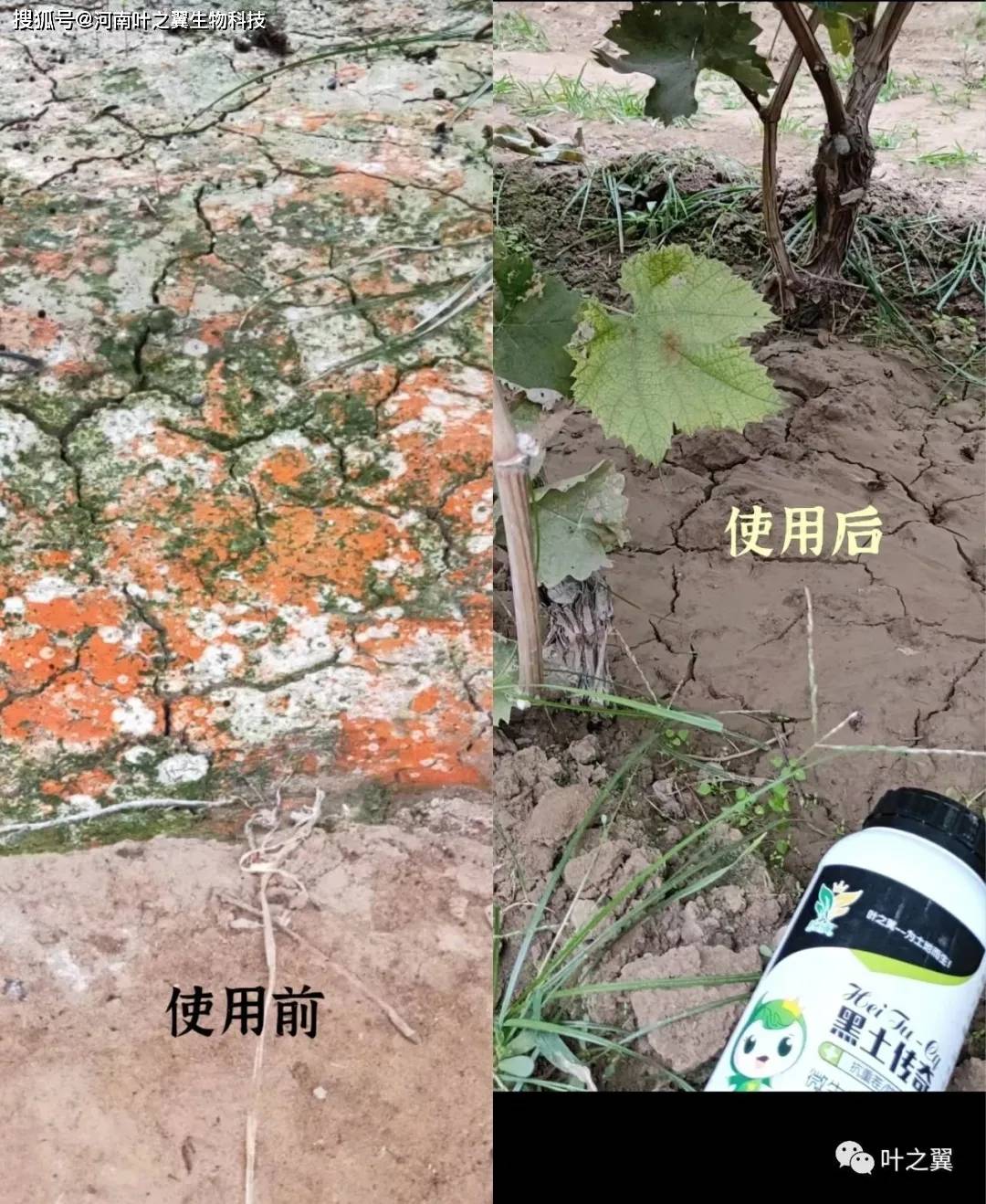 叶之翼葡萄学堂:过量施肥危害太大,施肥真的不是越多越好!