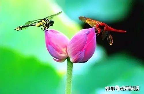 好美的荷花蜻蜓