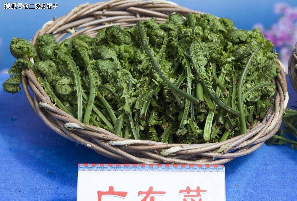 65种野菜图片大全,教你认识不同的野菜和吃法,你想要的野菜都有