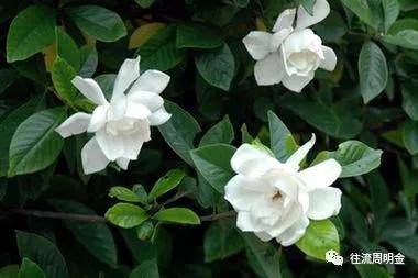 周明金:栀子花开|散文选读