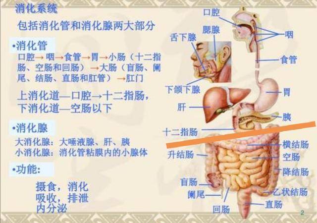 我们人体的消化道分为 上消化道和 下消化道.