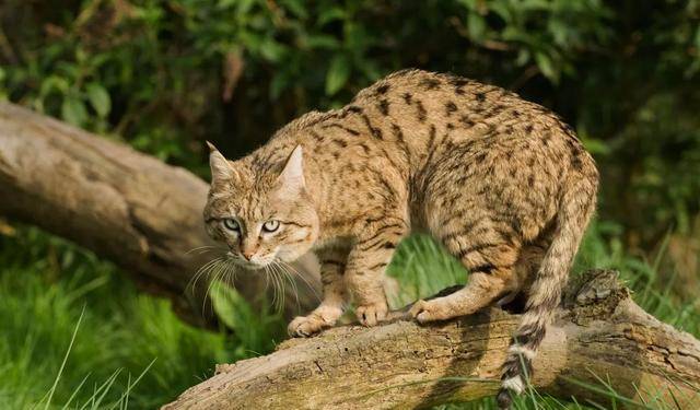 草原斑猫是野猫的亚洲亚种,从未被人类驯化过