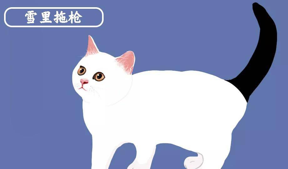 原创中华名猫大全——雪里拖枪——古代名猫花名册