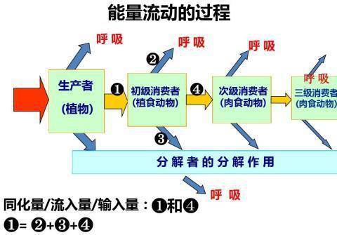 图为:自然界能量流动过程