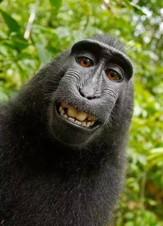 为什么猴子的脸很皱,但是人的脸却很光滑?