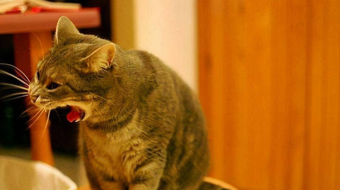 原创猫咪呕吐莫心急搞清楚原因再说不一定要上医院