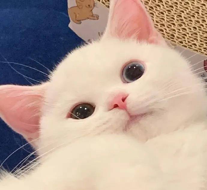外国的铲屎官为了看这只萌猫,都追到我们国内了