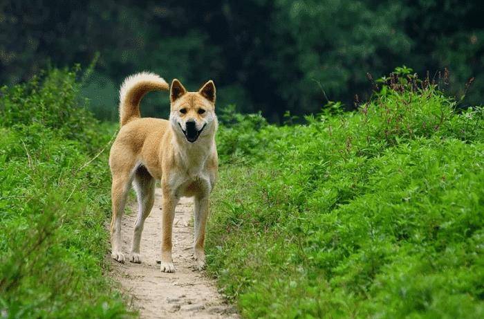 秋田犬是日本国犬,田园犬是中国国犬,但两者间待遇差距让人心疼