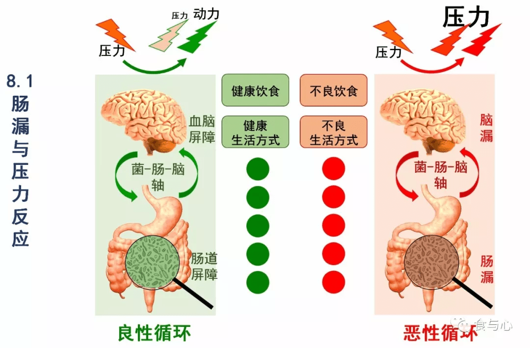 肠漏你必须知道的热知识13肠漏的影响原因和防治总结