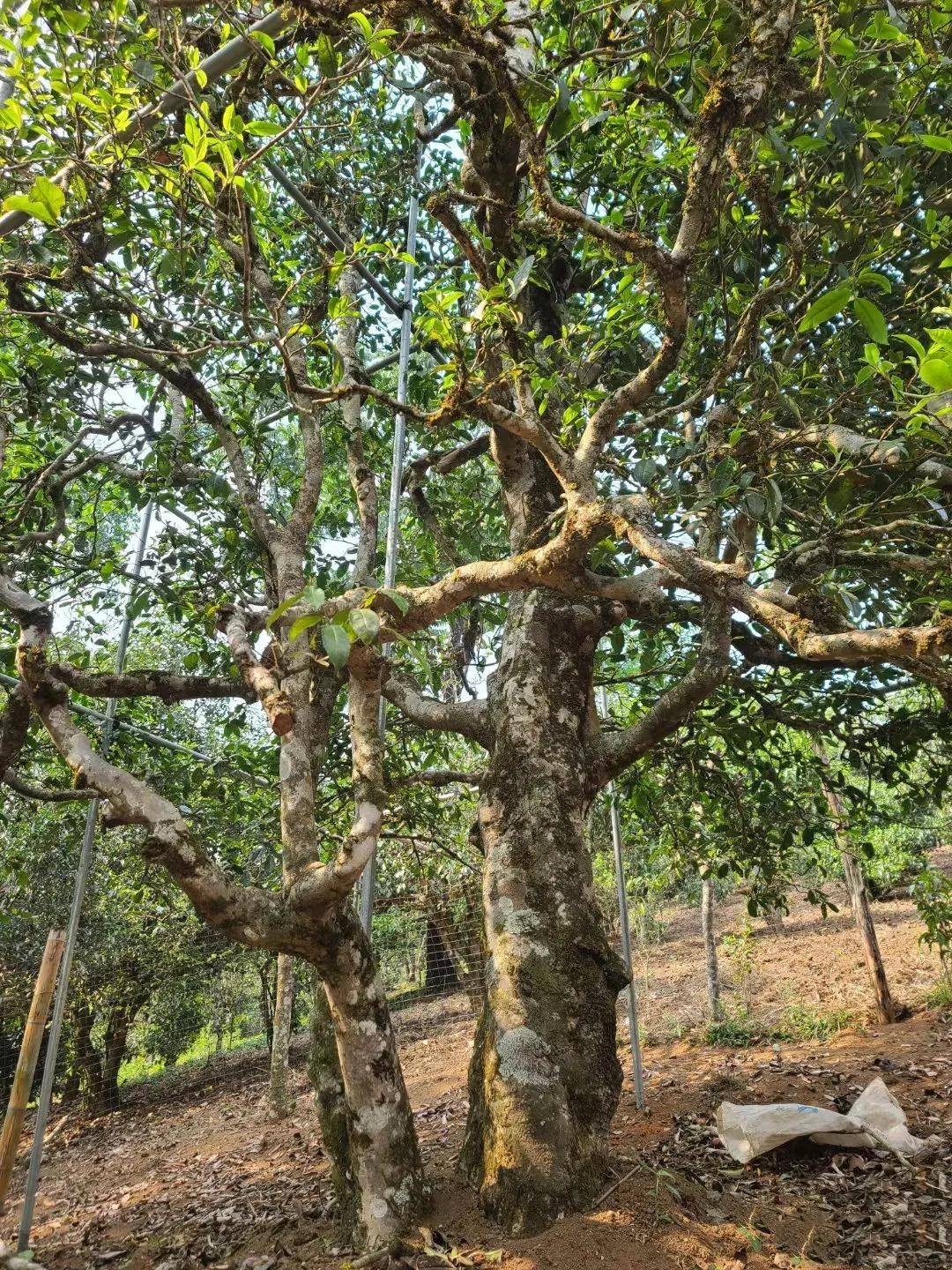 【干货分享】大勐宋名寨滑竹梁子古树茶口感特点