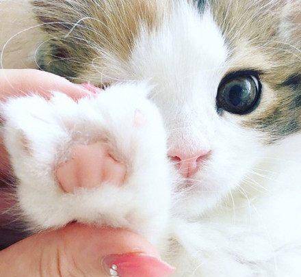猫咪的萌爪子,小脚并拢太可爱!