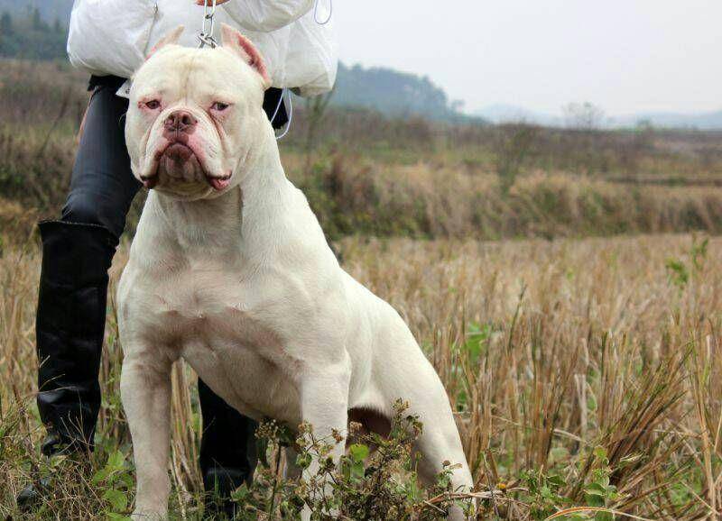 原创猫和老鼠里的恶犬不是恶霸犬这这货美国斗牛犬