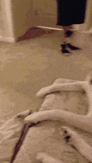 原创二哈呀小主人好可爱啊柯基的表情是多嫌弃小主人呢