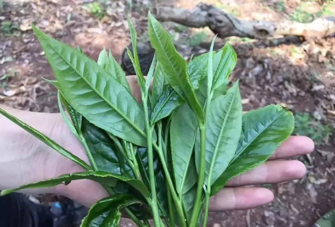 【干货分享】瑶区普洱茶仙境之铜箐河古茶园