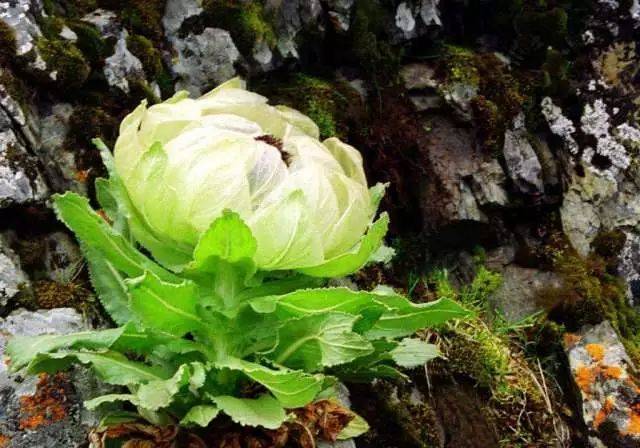 冰山雪莲花丨植物中的野生"大熊猫"!