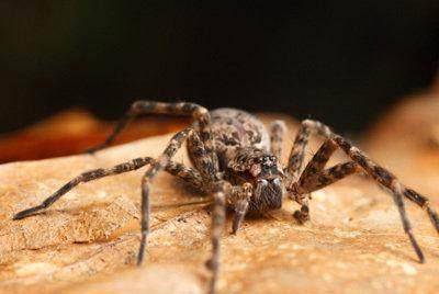 原创地球上10大最骇人的巨型蜘蛛,第一像螃蟹,第七能毒死人