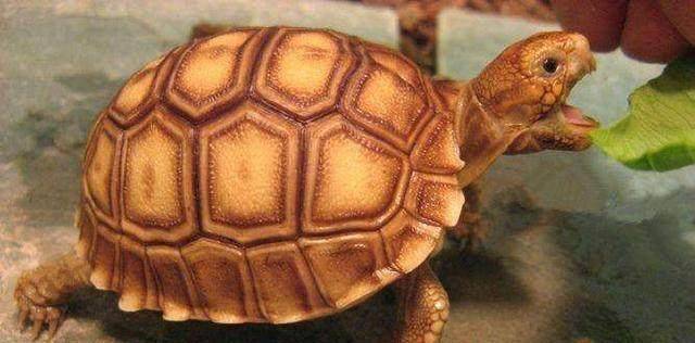 原创千年王八万年龟,龟的寿命和你的饲养有莫大关系!