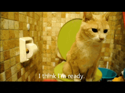 一只成精的猫妖?自己蹲马桶自己用纸巾擦屁股还洗手?