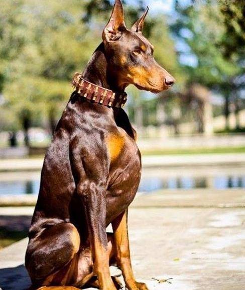 德系杜宾犬,德系杜宾犬最分明的特征就是它的"胸肌",绝对于美系杜宾